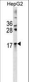 Crystallin Alpha A antibody, LS-C157662, Lifespan Biosciences, Western Blot image 