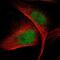 VRK Serine/Threonine Kinase 1 antibody, NBP1-85822, Novus Biologicals, Immunofluorescence image 