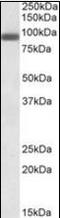 PR/SET Domain 1 antibody, orb96422, Biorbyt, Western Blot image 