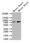 Zinc Finger And BTB Domain Containing 16 antibody, CSB-PA21019A0Rb, Cusabio, Western Blot image 