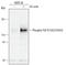 Fibroblast Growth Factor Receptor 2 antibody, AF3285, R&D Systems, Western Blot image 