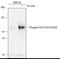 Fibroblast Growth Factor Receptor 2 antibody, AF3285, R&D Systems, Western Blot image 