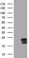 Methylmalonyl-CoA epimerase, mitochondrial antibody, TA808532S, Origene, Western Blot image 