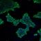 Lin-28 Homolog B antibody, NBP2-66933, Novus Biologicals, Immunofluorescence image 