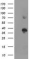 Sirtuin 6 antibody, NBP2-01310, Novus Biologicals, Western Blot image 