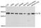 Clathrin Light Chain B antibody, orb374102, Biorbyt, Western Blot image 