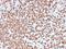 CD74 Molecule antibody, NBP2-33088, Novus Biologicals, Immunohistochemistry paraffin image 