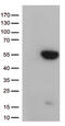 G Protein Subunit Alpha L antibody, TA812963, Origene, Western Blot image 