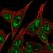 Parkin RBR E3 Ubiquitin Protein Ligase antibody, HPA036012, Atlas Antibodies, Immunofluorescence image 
