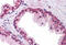 Forkhead Box P2 antibody, MBS243885, MyBioSource, Immunohistochemistry frozen image 