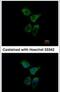 Endoplasmic Reticulum Oxidoreductase 1 Alpha antibody, PA5-29535, Invitrogen Antibodies, Immunofluorescence image 