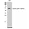 Lamin A/C antibody, LS-C380507, Lifespan Biosciences, Western Blot image 