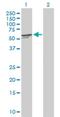 BPI Fold Containing Family B Member 1 antibody, H00092747-B01P, Novus Biologicals, Western Blot image 