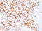 CD8 antibody, AM50192PU-S, Origene, Immunohistochemistry frozen image 