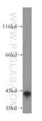Syntaxin-18 antibody, 16013-1-AP, Proteintech Group, Western Blot image 
