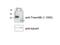 Transmembrane Protein 98 antibody, 14731-1-AP, Proteintech Group, Western Blot image 