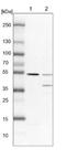 Transcriptional Adaptor 3 antibody, NBP1-90243, Novus Biologicals, Western Blot image 
