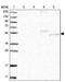 Regulator Of Microtubule Dynamics 2 antibody, NBP2-38216, Novus Biologicals, Western Blot image 