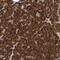 NODAL Modulator 1 antibody, NBP2-46727, Novus Biologicals, Immunohistochemistry paraffin image 