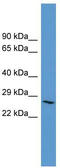 Adenosine receptor A3 antibody, TA342792, Origene, Western Blot image 
