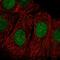 Zinc Finger RANBP2-Type Containing 3 antibody, HPA035234, Atlas Antibodies, Immunocytochemistry image 