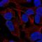 Thrombospondin 4 antibody, HPA042426, Atlas Antibodies, Immunofluorescence image 