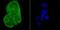 Crystallin Alpha B antibody, NBP2-67149, Novus Biologicals, Immunofluorescence image 