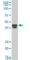 Tripartite Motif Containing 5 antibody, H00085363-M06, Novus Biologicals, Western Blot image 