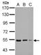 Kelch Repeat And BTB Domain Containing 4 antibody, NBP2-17024, Novus Biologicals, Western Blot image 