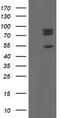 TLE Family Member 1, Transcriptional Corepressor antibody, TA800299, Origene, Western Blot image 