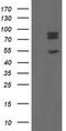 TLE Family Member 1, Transcriptional Corepressor antibody, TA800299, Origene, Western Blot image 