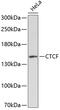 CCCTC-Binding Factor antibody, 13-065, ProSci, Western Blot image 