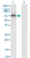 ADAM Metallopeptidase Domain 2 antibody, LS-C139481, Lifespan Biosciences, Western Blot image 