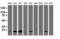 TIMP Metallopeptidase Inhibitor 2 antibody, LS-C173599, Lifespan Biosciences, Western Blot image 