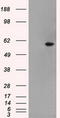 Nuclear Receptor Binding Protein 1 antibody, LS-B9403, Lifespan Biosciences, Western Blot image 