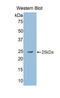 Gastrokine 2 antibody, LS-C301435, Lifespan Biosciences, Western Blot image 