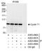 CycT1 antibody, A303-498A, Bethyl Labs, Immunoprecipitation image 