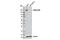 Erb-B2 Receptor Tyrosine Kinase 3 antibody, 12708S, Cell Signaling Technology, Western Blot image 