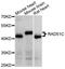RAD51 Paralog C antibody, A10893, ABclonal Technology, Western Blot image 