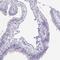 Olfactory Receptor Family 5 Subfamily J Member 2 antibody, PA5-63731, Invitrogen Antibodies, Immunohistochemistry frozen image 