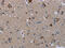 NADH:Ubiquinone Oxidoreductase Core Subunit S8 antibody, CSB-PA193298, Cusabio, Immunohistochemistry frozen image 