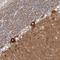 Protein Kinase C And Casein Kinase Substrate In Neurons 1 antibody, NBP1-87067, Novus Biologicals, Immunohistochemistry frozen image 