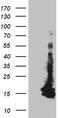 Coiled-Coil-Helix-Coiled-Coil-Helix Domain Containing 10 antibody, CF811789, Origene, Western Blot image 