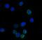 IL2RA antibody, A00214-2, Boster Biological Technology, Immunofluorescence image 