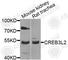 CAMP Responsive Element Binding Protein 3 Like 2 antibody, A8251, ABclonal Technology, Western Blot image 