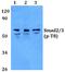 SMAD Family Member 3 antibody, A00059T8, Boster Biological Technology, Western Blot image 