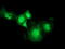 RASD Family Member 2 antibody, TA502074, Origene, Immunofluorescence image 