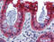 Caspase 7 antibody, 49-093, ProSci, Immunohistochemistry frozen image 