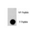 AKT Serine/Threonine Kinase 3 antibody, LS-C96802, Lifespan Biosciences, Dot Blot image 