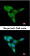 Protein Kinase D2 antibody, orb73965, Biorbyt, Immunofluorescence image 